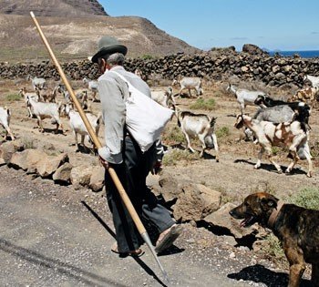 El estudio sobre las plantas forrajeras de Lanzarote se presentará en la 50ª Reunión Científica de la Sociedad Española de Pastos