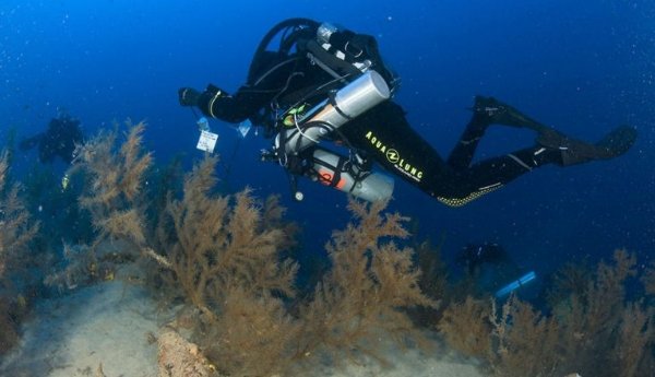 Arranca en Lanzarote una investigación sobre los bosques submarinos de coral negro