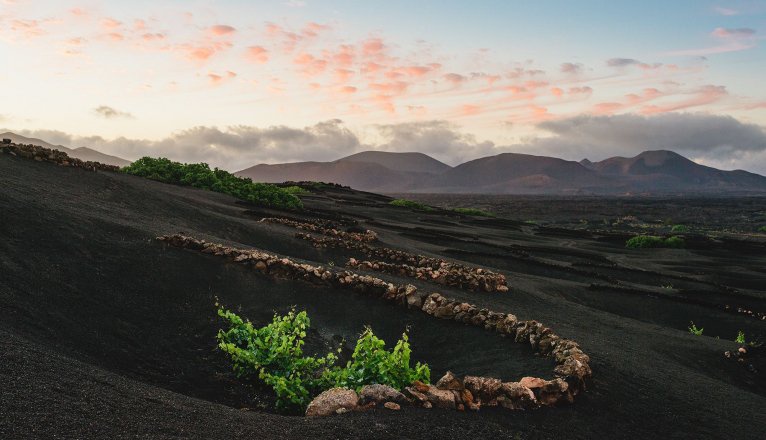 ¿Cuánto vino de Lanzarote se queda en la isla y cuánto se vende fuera?