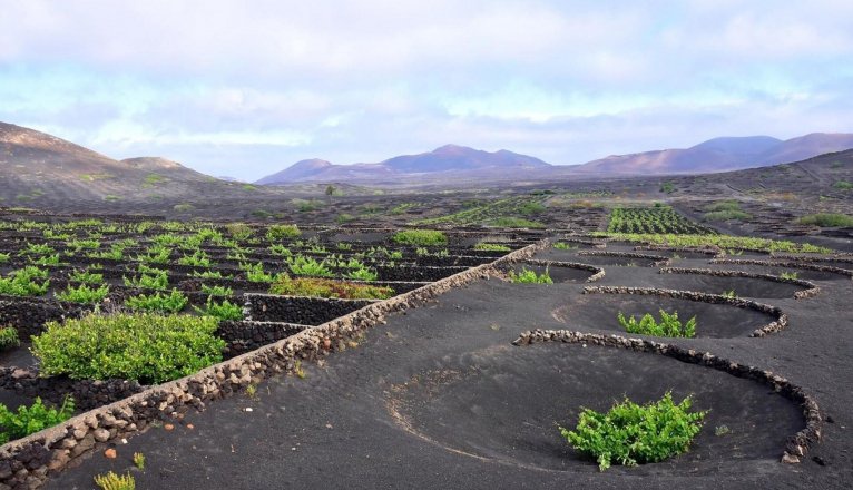 Los viñedos ya superan el 75% de toda la superficie cultivada en Lanzarote