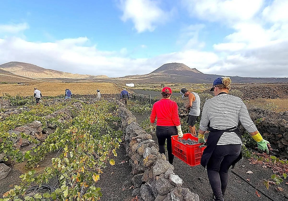 La superficie cultivada insular va a más; por la vid y la fresa